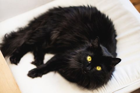 Eine schwarze, struppelige Katze liegt auf einer weißen Decke und schaut in die Kamera