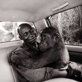 Das beste Einzelfoto: die Rettung eines Gorilla-Waisenkindes in Kamerun 