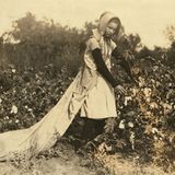 Baumwollpflückerin Callie Campbell ist elf Jahre alt. "Nein, es gefällt mir nicht sehr gut", sagte sie dem Fotografen.