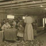 Die vierjährige Mary schält jeden Tag zwei Töpfe Austern.