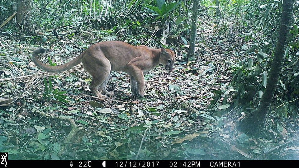 In die Bewegungsfalle getappt und fotografiert: Ein Puma im Selva Bananito Reservat