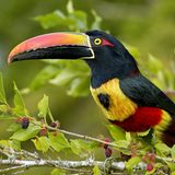 Der Halsbandarassari gehört zur Familie der Spechtvögel