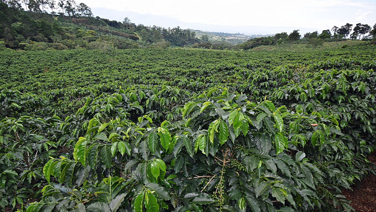 Auf einer Kaffeeplantage: In der Meseta Central gedeihen in einer Höhe zwischen 800 und 1800 Metern die Kaffeestauden. Die reifen Kirschen werden, wenn sie rot gefärbt sind, von Hand geerntet. In Costa Rica wird nur Kaffee der Sorte Arabica angebaut.