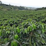 Auf einer Kaffeeplantage: In der Meseta Central gedeihen in einer Höhe zwischen 800 und 1800 Metern die Kaffeestauden. Die reifen Kirschen werden, wenn sie rot gefärbt sind, von Hand geerntet. In Costa Rica wird nur Kaffee der Sorte Arabica angebaut.