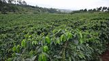 Auf einer Kaffeeplantage: In der Meseta Central gedeihen in einer Höhe zwischen 800 und 1800 Metern die Kaffeestauden. Die reifen Kirschen werden, wenn sie rot gefärbt sind, von Hand geerntet. In Costa Rica wird nur Kaffee der Sorte Arabica angebaut.