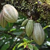 Die ovalen Kakao-Früchte wachsen an Bäumen und können bis zu 500 Gramm schwer werden. Im Inneren befinden sich die Samen, die eigentlichen Kakaobohnen, aus denen die Schokolade gewonnen wird. Die spätere Rohmasse kann auch mit heißem Wasser verquirlt werden: Fertig ist die beliebte Trinkschokolade.