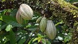 Die ovalen Kakao-Früchte wachsen an Bäumen und können bis zu 500 Gramm schwer werden. Im Inneren befinden sich die Samen, die eigentlichen Kakaobohnen, aus denen die Schokolade gewonnen wird. Die spätere Rohmasse kann auch mit heißem Wasser verquirlt werden: Fertig ist die beliebte Trinkschokolade.
