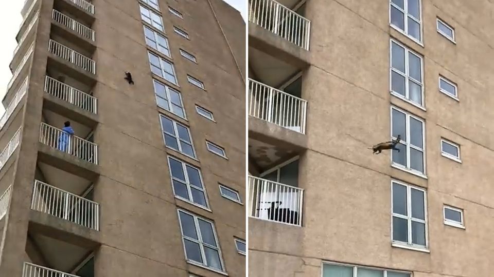Waschbär erklimmt Wohnkomplex, springt und überlebt Sturz
