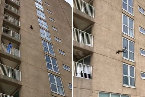 Waschbär erklimmt Wohnkomplex, springt und überlebt Sturz