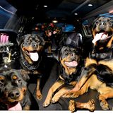 Vierbeiner auf Reisen: Wenn Bello das Steuer übernimmt: Elf tolle Bilder von Hunden in Autos