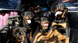 Vierbeiner auf Reisen: Wenn Bello das Steuer übernimmt: Elf tolle Bilder von Hunden in Autos
