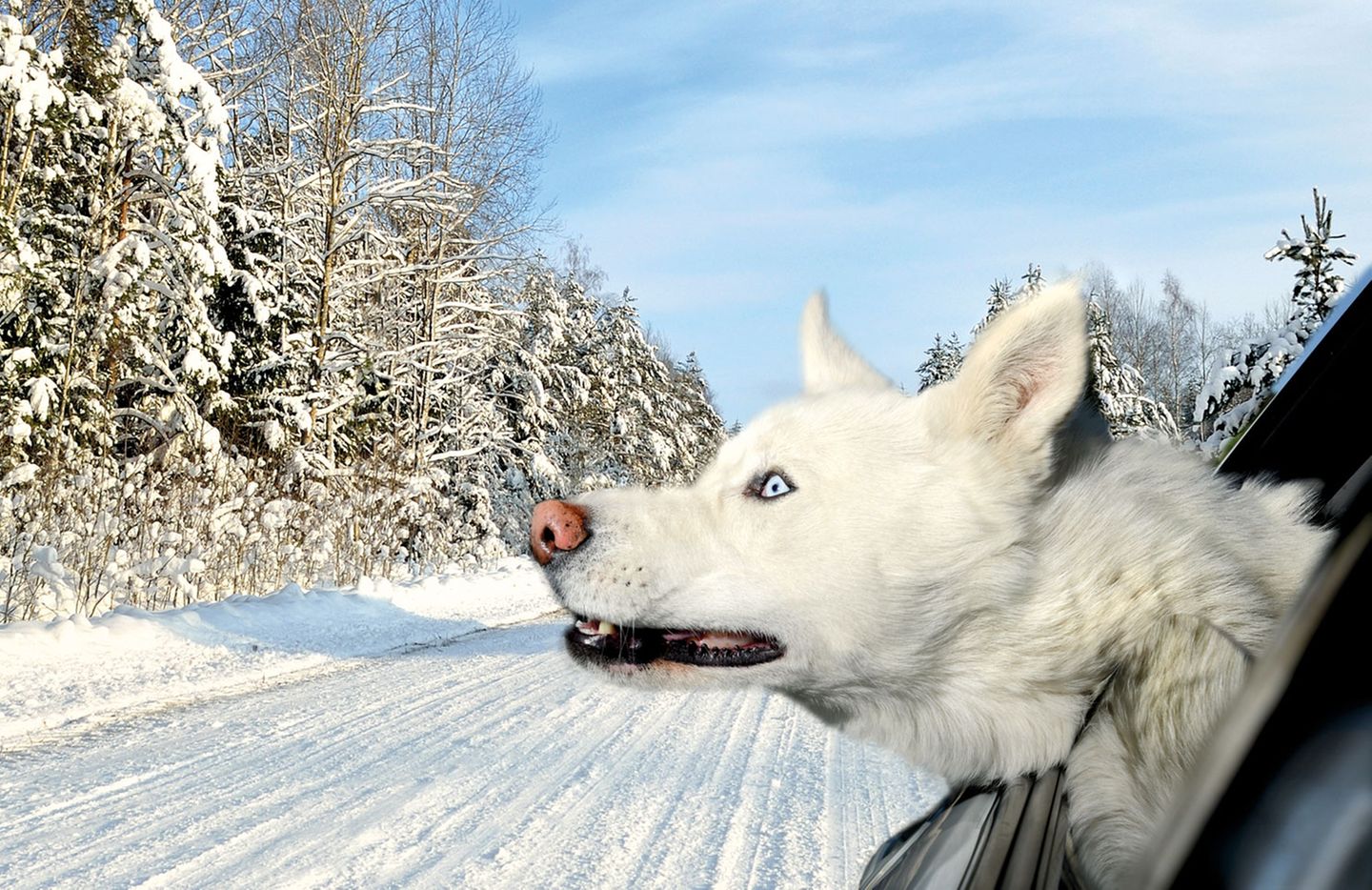 Vierbeiner auf Reisen: Wenn Bello das Steuer übernimmt: Elf tolle Bilder von Hunden in Autos