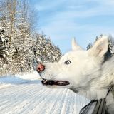 Vierbeiner auf Reisen: Wenn Bello das Steuer übernimmt: Elf tolle Bilder von Hunden in Autos