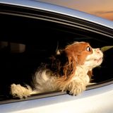 Vierbeiner auf Reisen: Wenn Bello das Steuer übernimmt: Elf tolle Bilder von Hunden in Autos