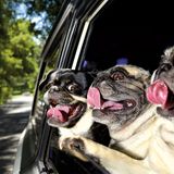 Drei Möpse schauen aus einem Autofenster