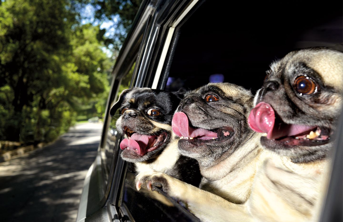 Drei Möpse schauen aus einem Autofenster