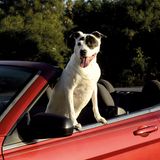 Vierbeiner auf Reisen: Wenn Bello das Steuer übernimmt: Elf tolle Bilder von Hunden in Autos