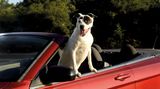 Vierbeiner auf Reisen: Wenn Bello das Steuer übernimmt: Elf tolle Bilder von Hunden in Autos