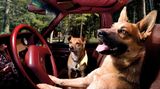 Vierbeiner auf Reisen: Wenn Bello das Steuer übernimmt: Elf tolle Bilder von Hunden in Autos
