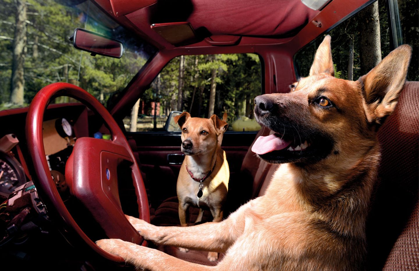Vierbeiner auf Reisen: Wenn Bello das Steuer übernimmt: Elf tolle Bilder von Hunden in Autos