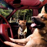 Vierbeiner auf Reisen: Wenn Bello das Steuer übernimmt: Elf tolle Bilder von Hunden in Autos