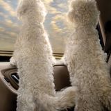 Vierbeiner auf Reisen: Wenn Bello das Steuer übernimmt: Elf tolle Bilder von Hunden in Autos