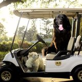 Vierbeiner auf Reisen: Wenn Bello das Steuer übernimmt: Elf tolle Bilder von Hunden in Autos