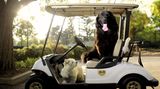 Vierbeiner auf Reisen: Wenn Bello das Steuer übernimmt: Elf tolle Bilder von Hunden in Autos