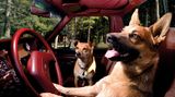 Vierbeiner auf Reisen: Wenn Bello das Steuer übernimmt: Elf tolle Bilder von Hunden in Autos
