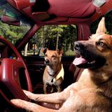 Vierbeiner auf Reisen: Wenn Bello das Steuer übernimmt: Elf tolle Bilder von Hunden in Autos