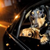 Vierbeiner auf Reisen: Wenn Bello das Steuer übernimmt: Elf tolle Bilder von Hunden in Autos