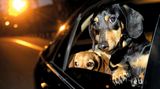 Vierbeiner auf Reisen: Wenn Bello das Steuer übernimmt: Elf tolle Bilder von Hunden in Autos