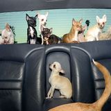 Vierbeiner auf Reisen: Wenn Bello das Steuer übernimmt: Elf tolle Bilder von Hunden in Autos