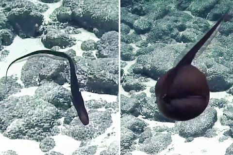 Hawaii: Halb Vogel, halb Fisch? Dieser Tiefsee-Aal verwandelt sich spektakulär