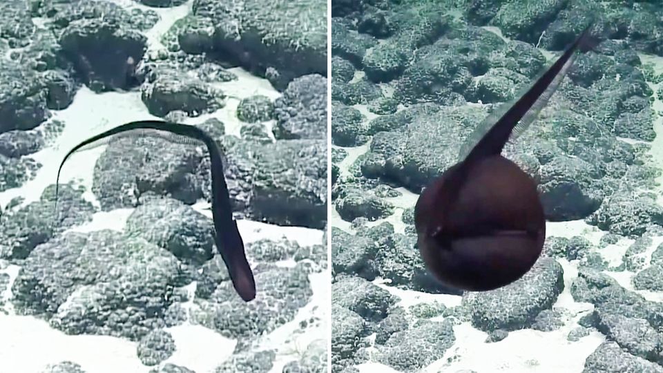 Hawaii: Halb Vogel, halb Fisch? Dieser Tiefsee-Aal verwandelt sich spektakulär