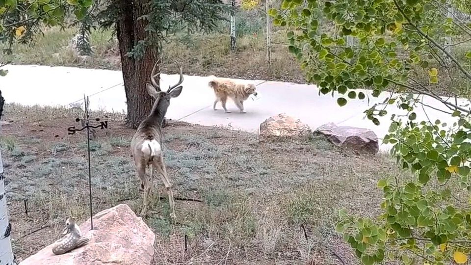 Ungewöhnliches Verhalten: Hund hat nur eine Mission und verblüfft damit sogar Hirsche Ungewöhnliches Verhalten: Hund hat nur eine Mission und verblüfft damit sogar Hirsche