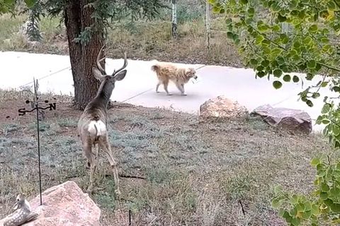 Ungewöhnliches Verhalten: Hund hat nur eine Mission und verblüfft damit sogar Hirsche