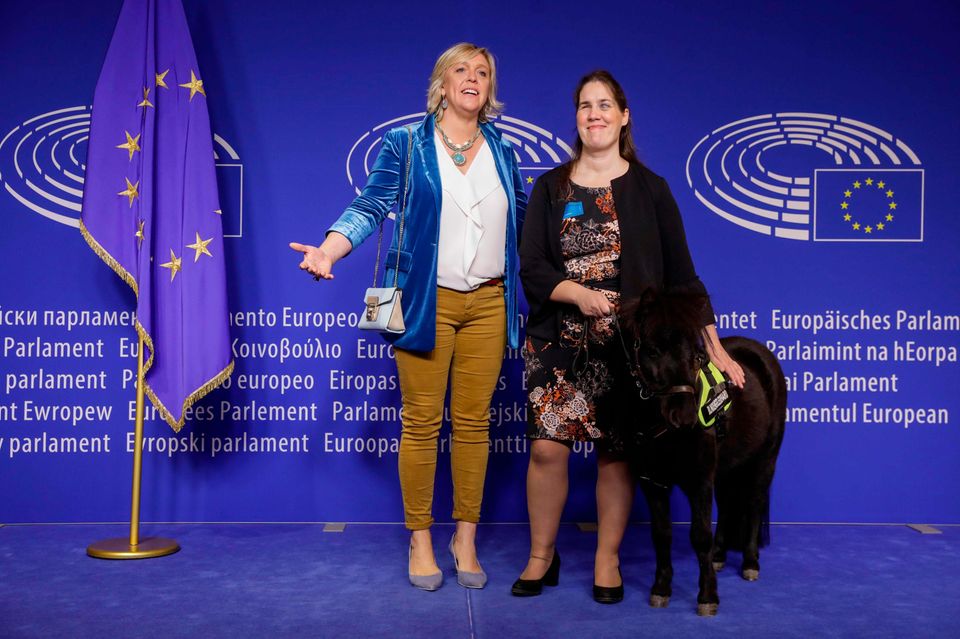 Die belgische Europa-Abgeordnete Hilde Vautmans (l.) Autorin Monique Van den Abbeel und das Blindenpferd Dinky 