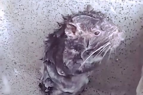 Duschende Ratte