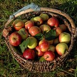 Apfel sind ein guter Reise-Snack