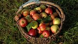 Apfel sind ein guter Reise-Snack