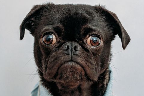 Mit der richtigen Strategie macht der innere Schweinehund große Augen.