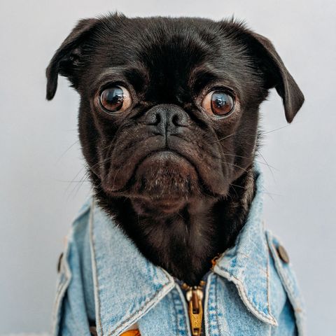 Mit der richtigen Strategie macht der innere Schweinehund große Augen.