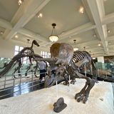 American Museum of Natural History