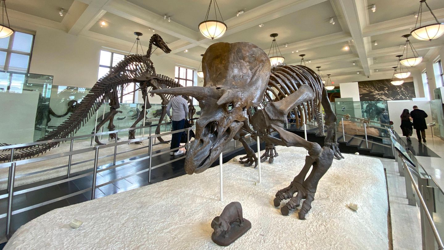 American Museum of Natural History American Museum of Natural History