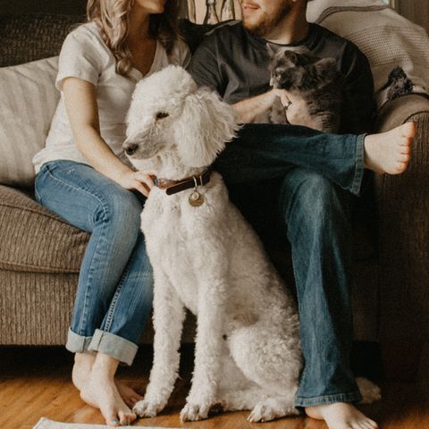 Päärchen auf der Couch mit Hund und Katze