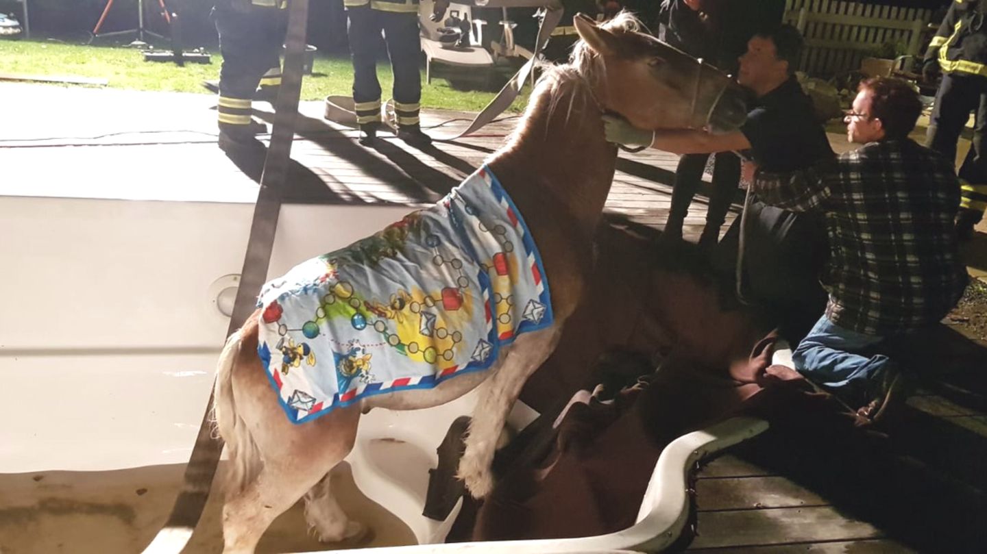 Einsatzkräfte helfen dem Pferd über eine Treppe aus dem Swimmingpool eines Hauses in Hamburg-Duvenstedt
