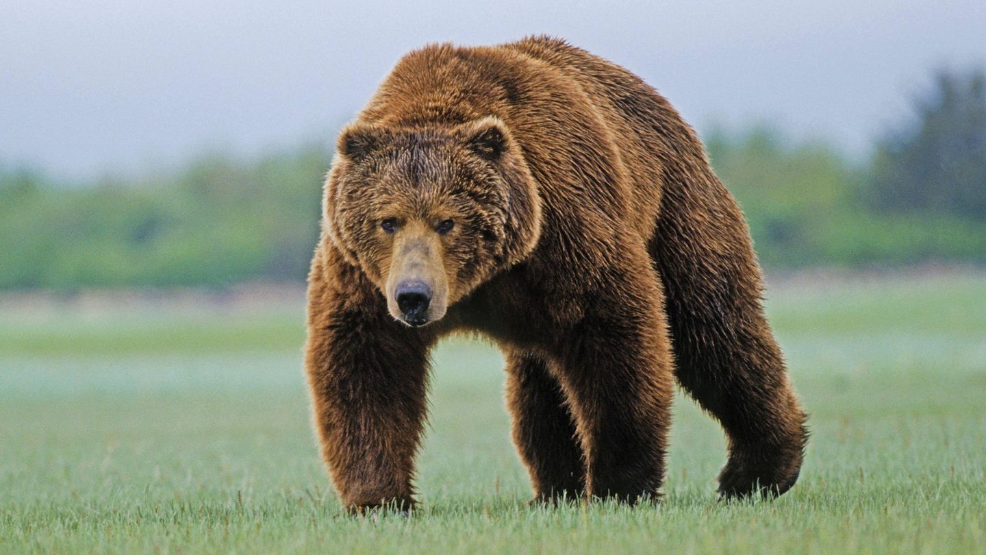 Ein Grizzlybär