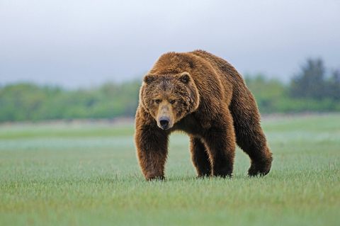 Ein Grizzlybär