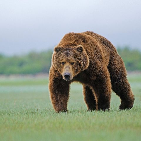 Ein Grizzlybär